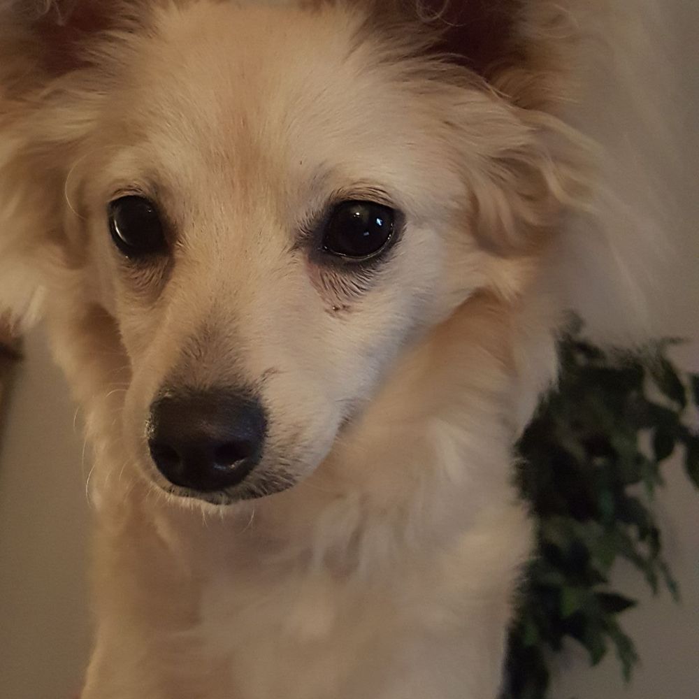 Meet your Posher, Elizabeth